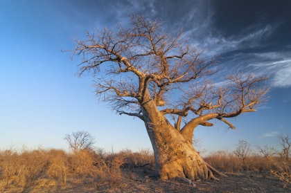Botswana-Safari als Selbstfahrer - Image 3