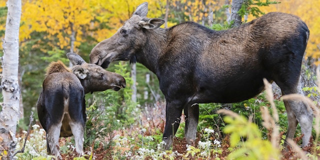 Gaspe Peninsula-2