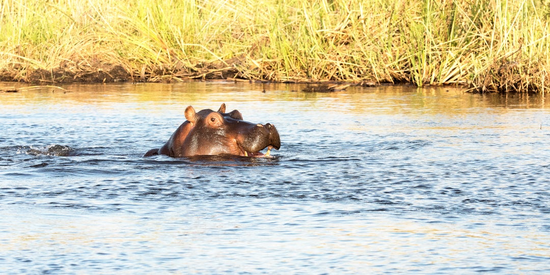 Afrika Rundreise: 2 Wochen unglaublicher Tierreichtum