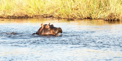 Afrika Rundreise: 2 Wochen unglaublicher Tierreichtum - Image 3