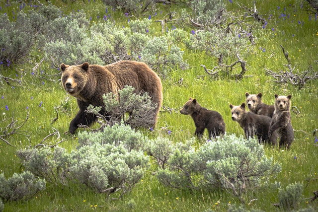 Yellowstone National Park-2