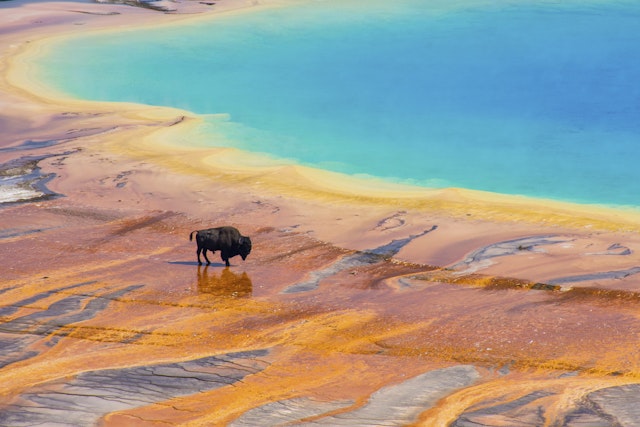 Yellowstone National Park-4