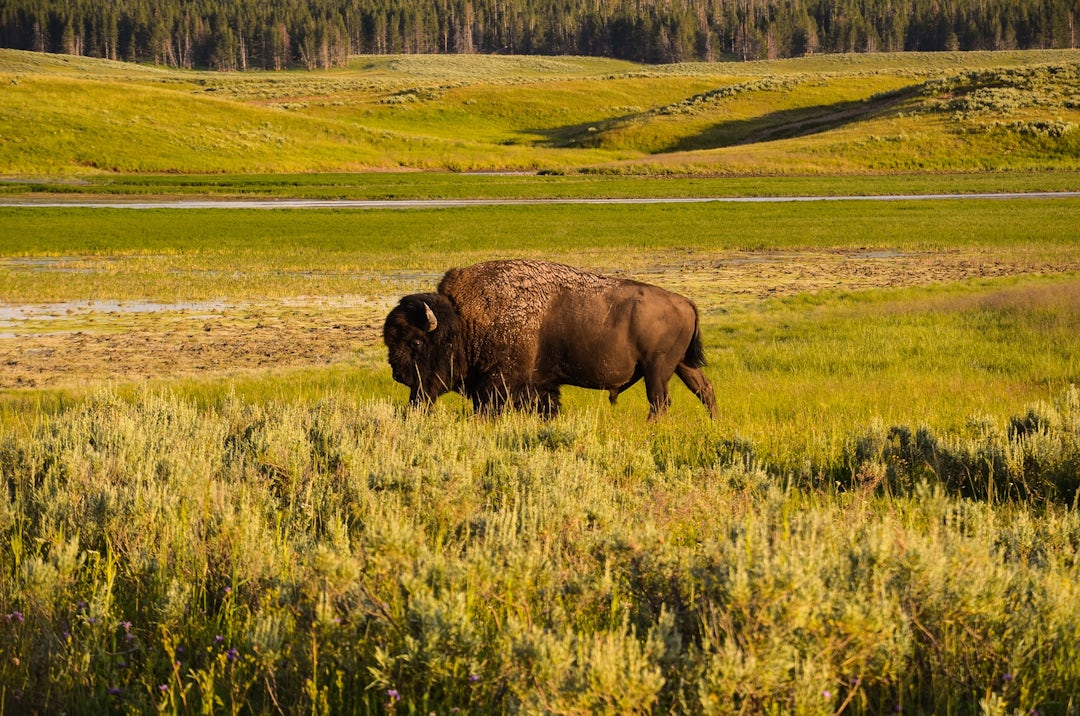 USA Nationalparks: atemberaubende Vielfalt an Landschaften