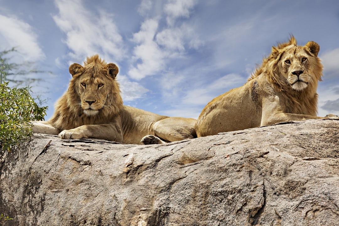 Serengeti Safari: 2 Wochen