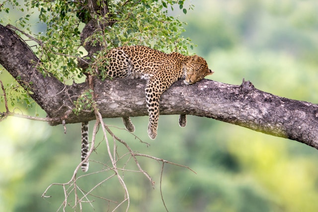Campingsafari Tansania 11 Tage