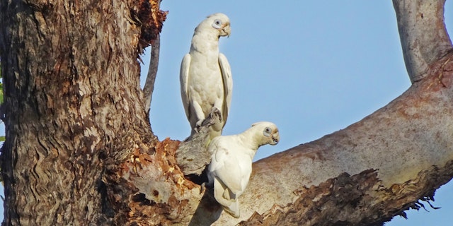 Litchfield National Park-2