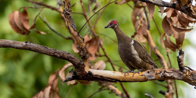 Litchfield National Park-6
