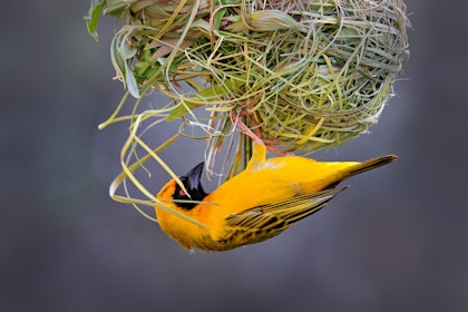 Namibia Selbstfahrerreise durch Wüsten und Berge - Image 2
