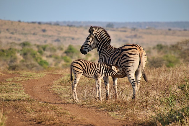 Etosha East-0