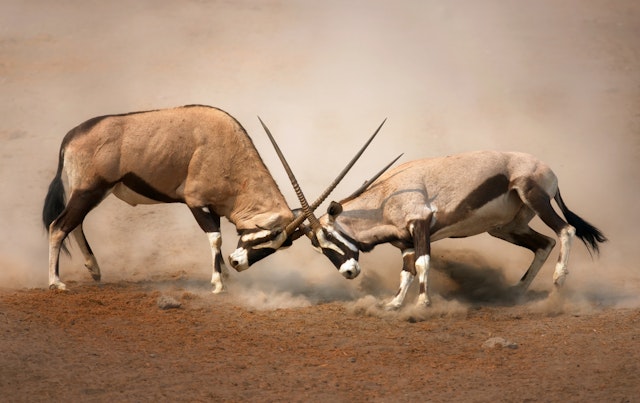 Etosha East-2