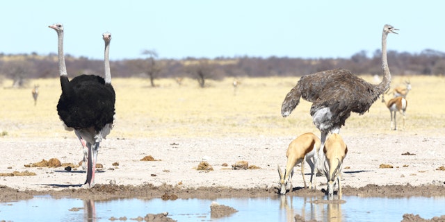 Nxai Pan National Park-1