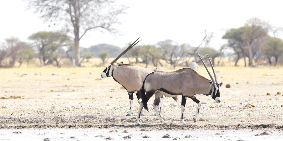 Camper-Abenteuer in Afrika entdecken