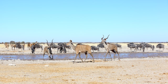Nxai Pan National Park-2