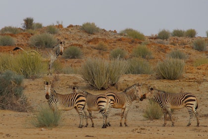 Namibia Tour mit Etosha National Park Safari - Image 3