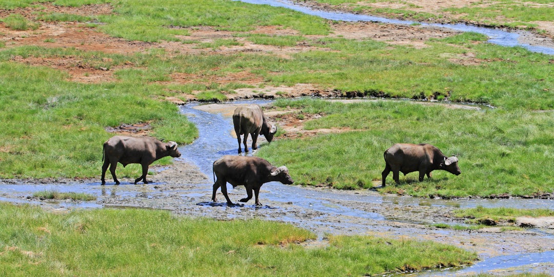 Aventure sauvage en Tanzanie