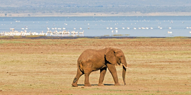 Lake Manyara-2