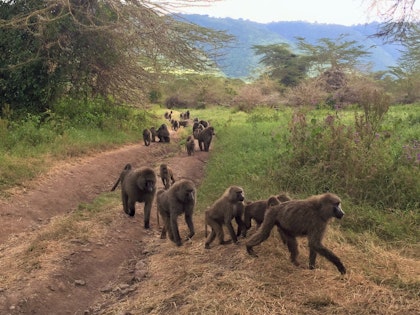 Safari en famille en Tanzanie - Image 4