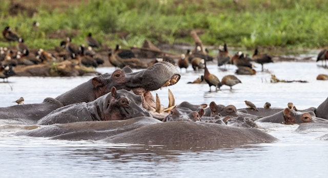 Lake Manyara-2