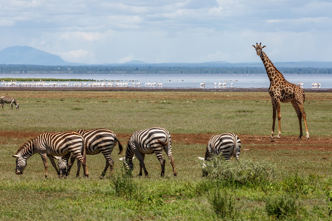 Safari en famille en Tanzanie
