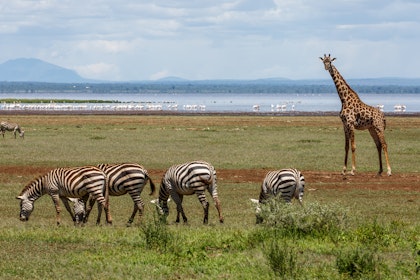 Safari en famille en Tanzanie - Image 4