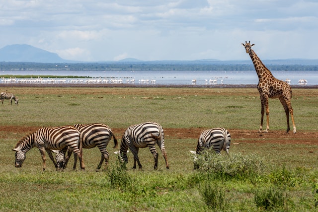 Lake Manyara-3