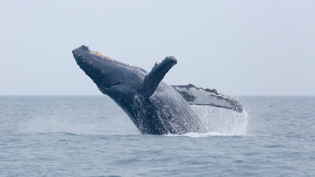Campbell River-1