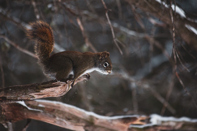 Voyage au Québec en famille