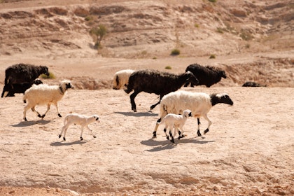 Séjour combiné : Dubaï et Oman en un voyage  - Image 4