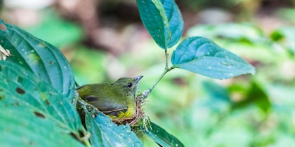 Costa Rica Küste: von der Karibik zum Pazifik - Image 4