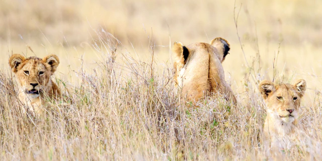 Northern Serengeti-2