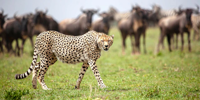 Northern Serengeti-3