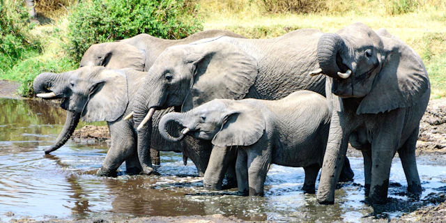 Northern Serengeti-1