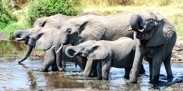 Northern Serengeti-1