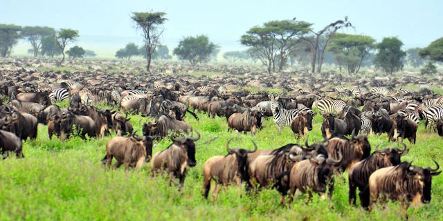 Northern Serengeti-4
