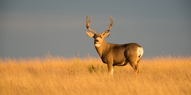 Oklahoma-6