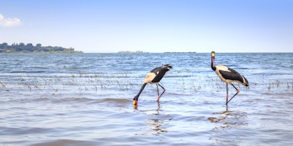 Unvergessliche Abenteuer: Uganda Safari - Image 3