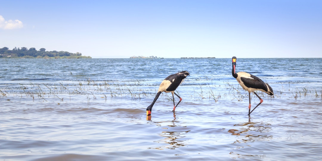 10 Tage Urlaub in Uganda