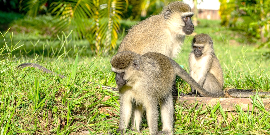 Uganda Abenteuer: Sechs-Tage-Urlaub