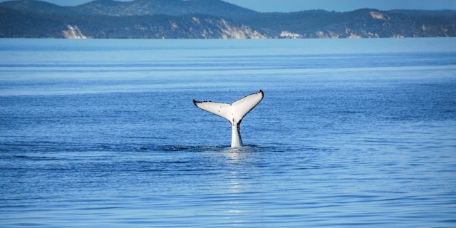 Fraser Island-4