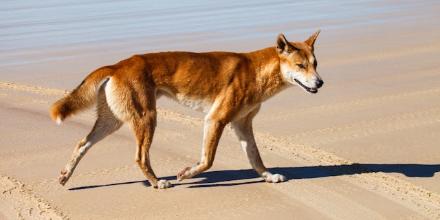 Fraser Island-3
