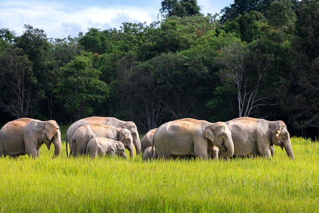 Thailand-Rundreise 3 Wochen: Dschungel & Inselparadies