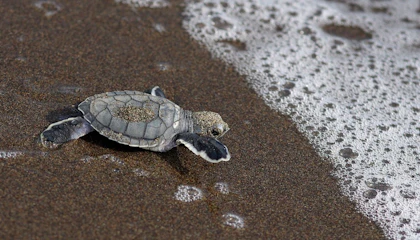 Costa Rica Rundreise: 1 Woche - Image 3