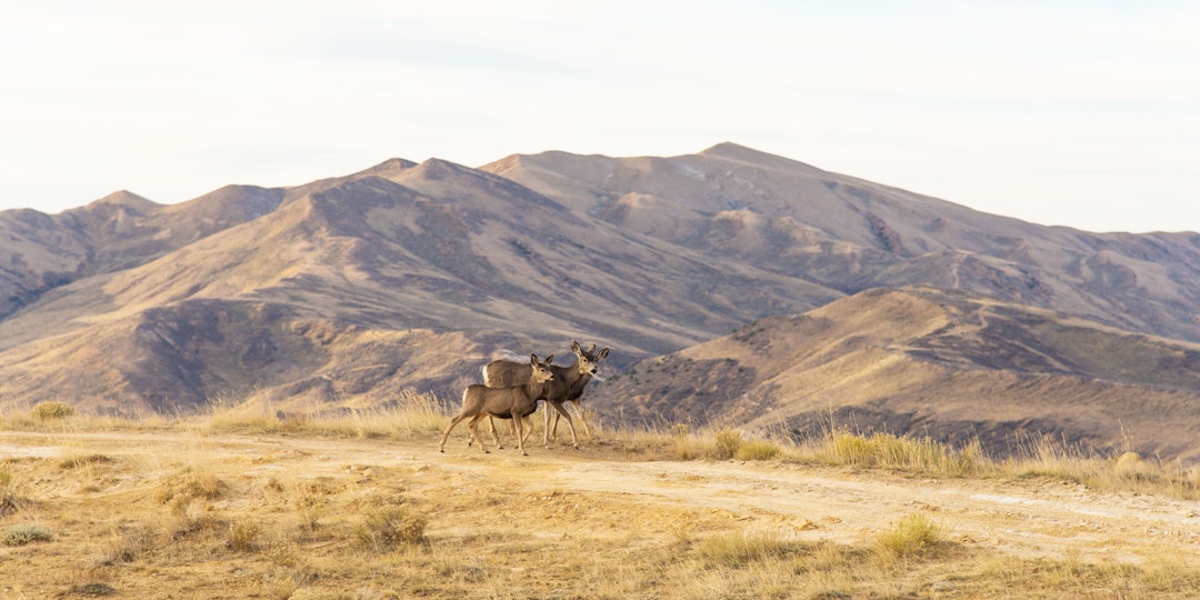 Von Salt Lake City zu Gletschern Geysiren und Gipfeln