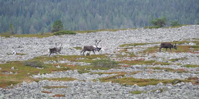 Pyhä-Luosto National Park-0
