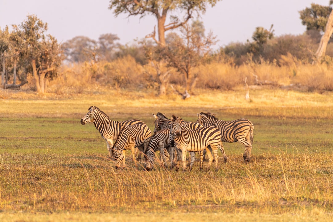 Autotour en Namibie et au Botswana