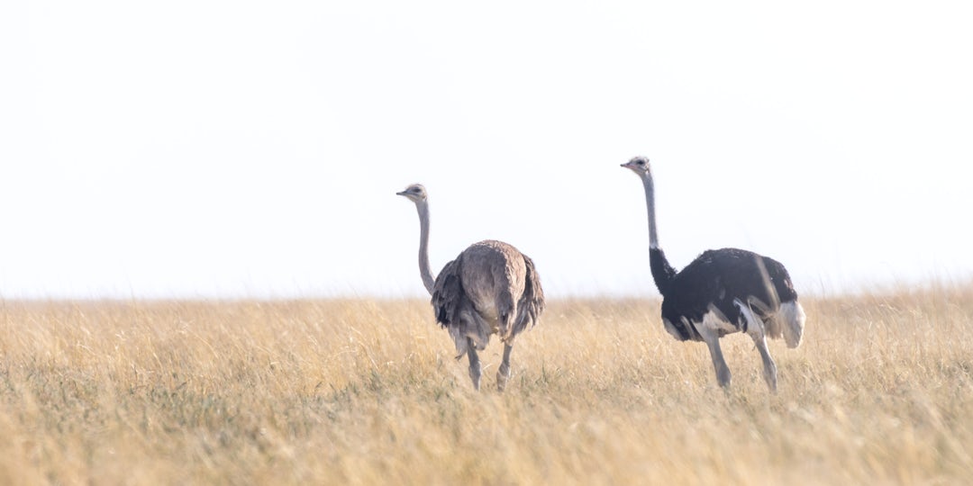 Ungezähmte Schönheit auf 19-tägiger Namibia-Botswana Rundreise