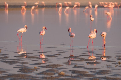 Fly-in-Safari Botswana und Simbabwe - Image 3