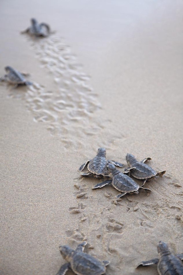Ras Al Jinz Turtle Reserve