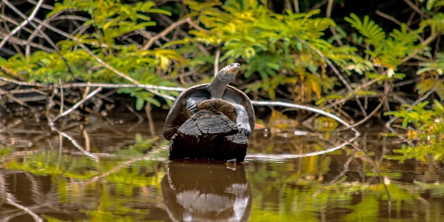 Pacaya-Samiria National Reserve-2