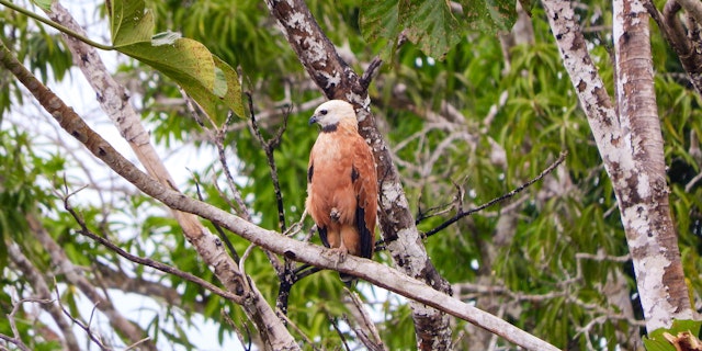 Pacaya-Samiria National Reserve-4